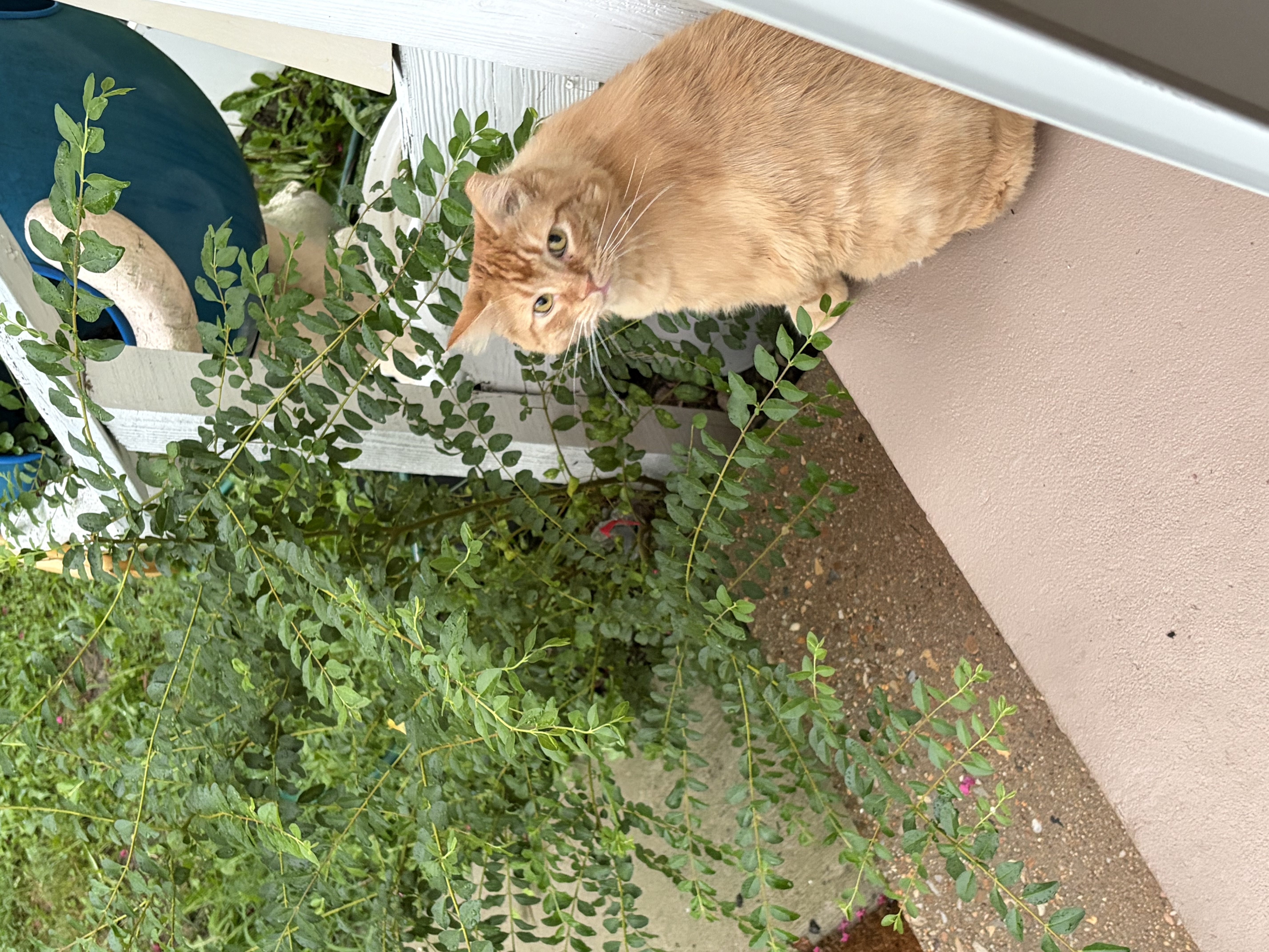 Sesame sitting in the garden